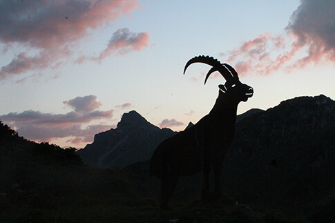 Steinböcken begegnet man hier in der Umgebung immer wieder mal - bei uns vor der Hütte steht sinnbildlich eine Statue dieses geübten Bergsteigers