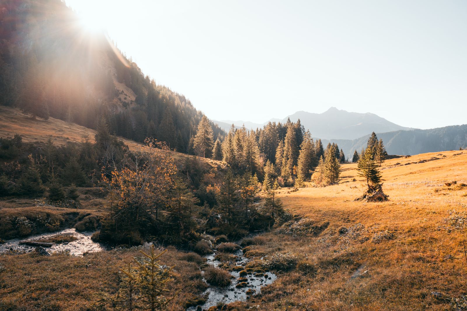 Almwiesen und Bergwald am Formarinsee